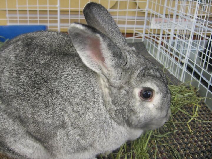 Silver Rabbit Breed Information and Pictures - PetGuide.com | PetGuide