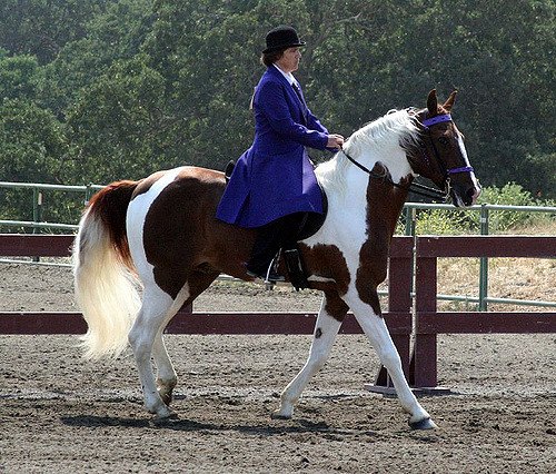 spotted saddle horse
