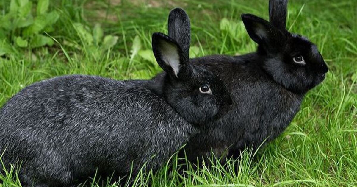 Silver Rabbit Colors Silver Fox Rabbit Breed Information and Pictures - PetGuide.com | PetGuide