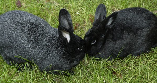 Silver Fox Rabbit Breed Information and Pictures - PetGuide.com | PetGuide