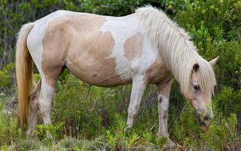 Chincoteague Pony