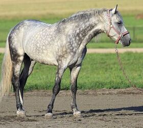 Dapple Grey Horses: Facts, Breeds, Origins, and Colors