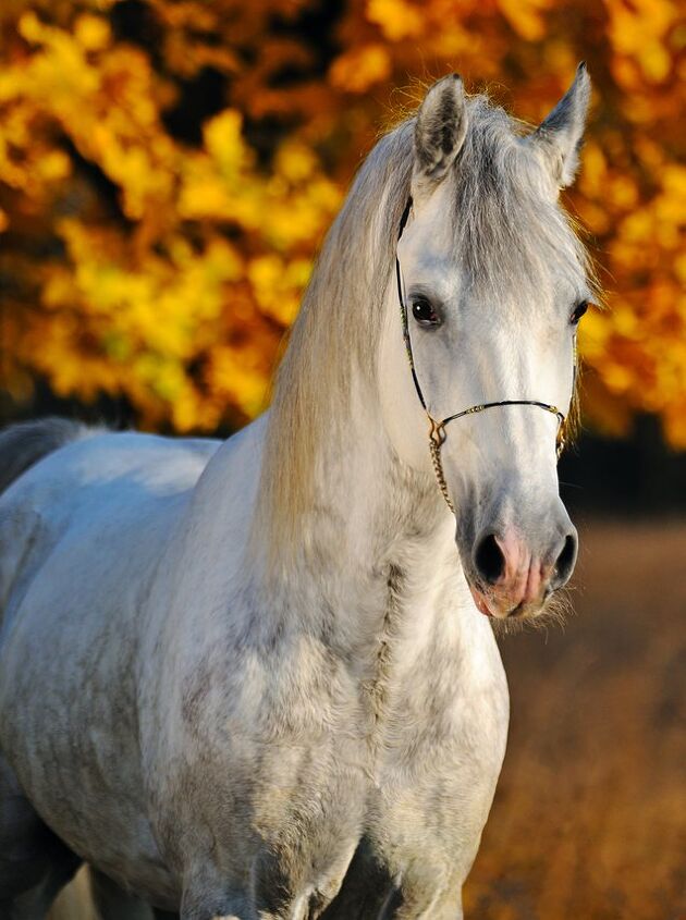 Russian Trotter Horse Color