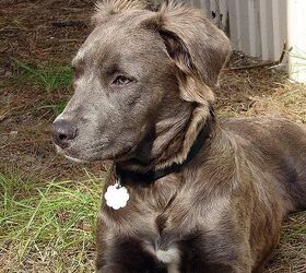 Chesapeake bay retriever sales german shepherd mix