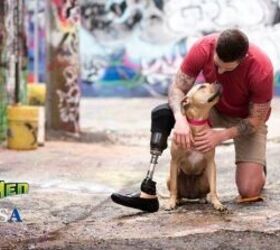 hunks and hounds pose for 2017 rescue men calendar