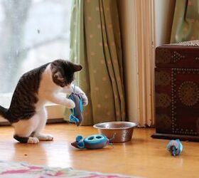NoBowl Feeding System Lets Your Cat Play With His Food