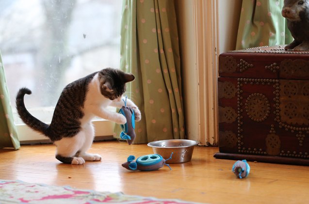 nobowl feeding system lets your cat play with his food