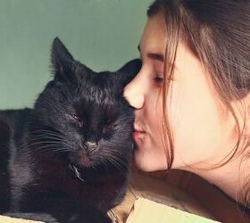 6 Super Serious Reasons Why Black Cats Are Awesome