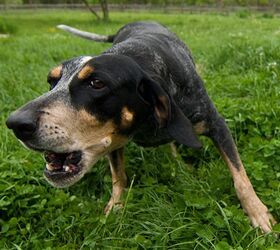 Aggressiveness Gene Research in Dogs is All Bark, No Bite