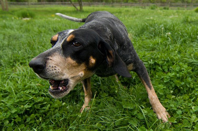 aggressiveness gene research in dogs is all bark no bite