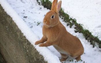 Havana Rabbit Breed Information and Pictures - PetGuide.com | PetGuide