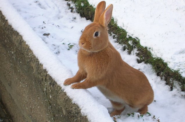 Thrianta Rabbit Breed Information and Pictures - PetGuide.com | PetGuide
