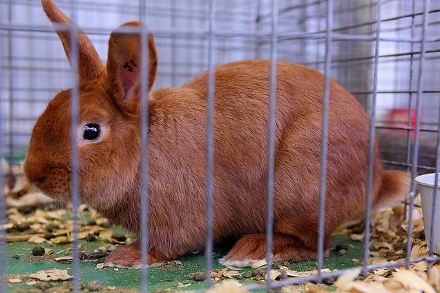 Thrianta Rabbit Breed Information and Pictures - PetGuide.com | PetGuide