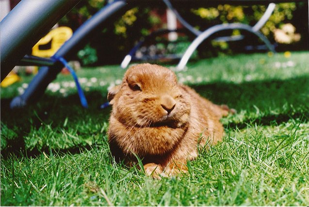 Thrianta Rabbit Breed Information and Pictures - PetGuide.com | PetGuide