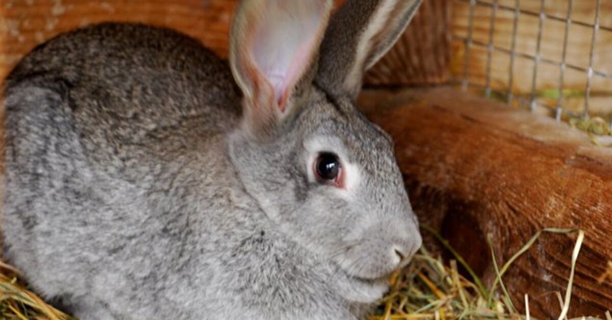Standard Chinchilla Rabbit