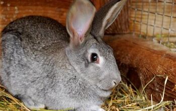 Rabbit Breeds | PetGuide