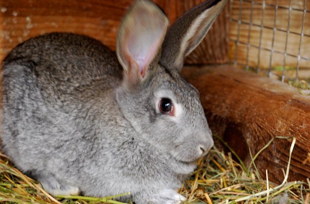 Standard Chinchilla Rabbit Breed Information and Pictures - PetGuide ...