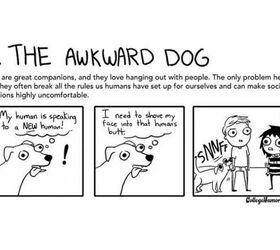 Hilarious Cartoons Depict Our Relationship With Pets