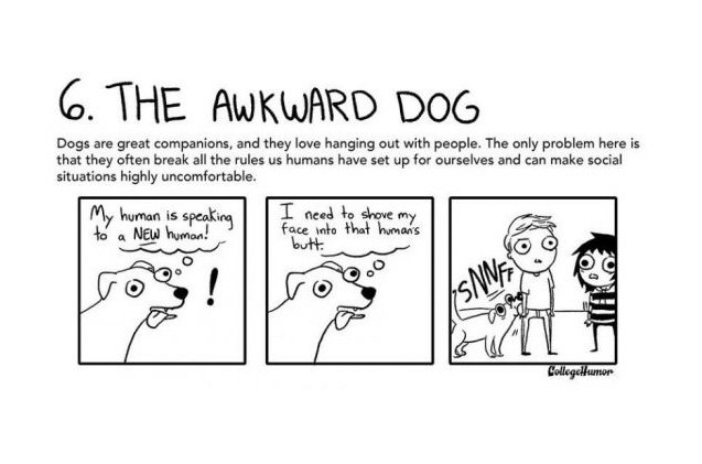 hilarious cartoons depict our relationship with pets
