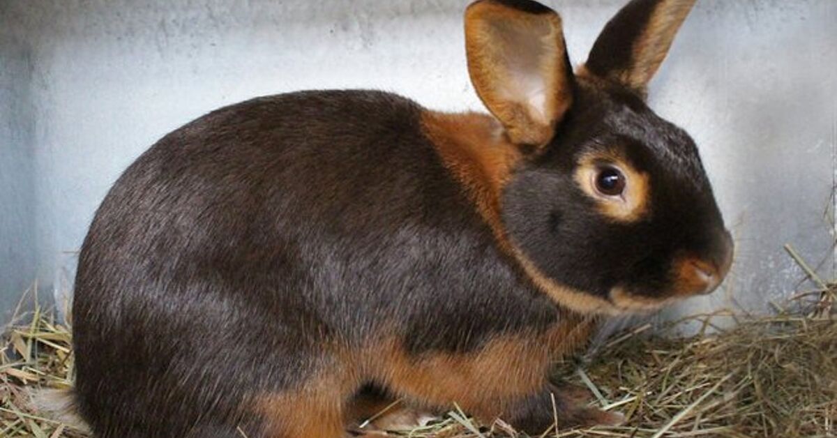 Tan Rabbit Breed Information and Pictures - PetGuide.com | PetGuide