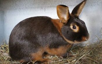 Rabbit Breeds | PetGuide