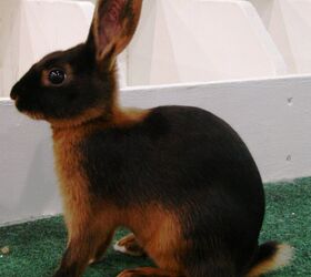 tan rabbit