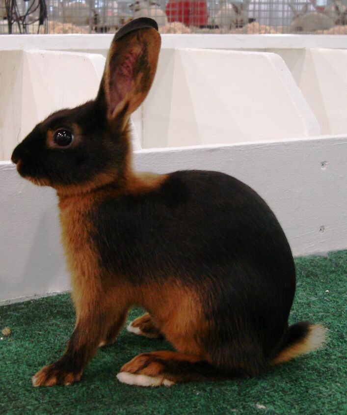tan rabbit
