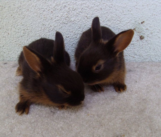 Tan Rabbit Breed Information and Pictures - PetGuide.com | PetGuide
