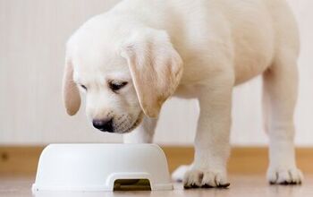 Top 10 Daily Toxins That Can Harm Your Dog