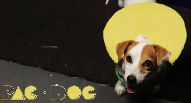 adorable pacpup video wins the internet
