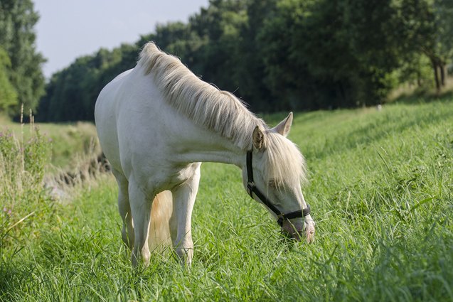 Connemara Pony Information And Pictures PetGuide PetGuide connemara-pony-information-and-pictures-petguide-petguide
