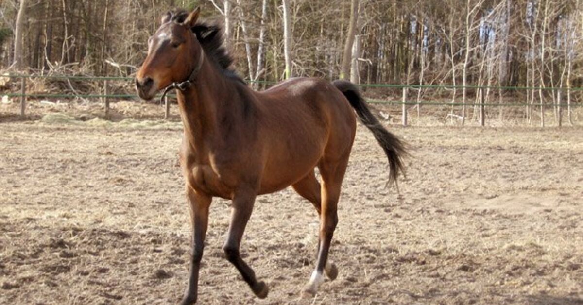 AngloArabian Horse Information and Pictures PetGuide PetGuide