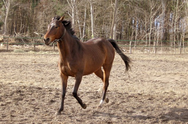 anglo arabian horse