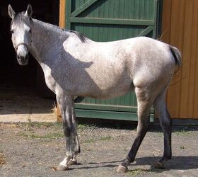 Exploring Dapple Grey Horse: Unique Colors & Traits Guide