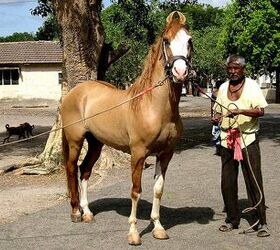 Kathiawari Horse