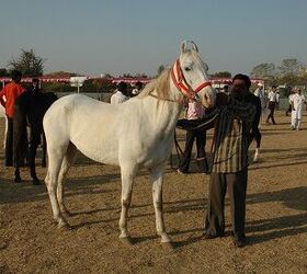 kathiawari horse