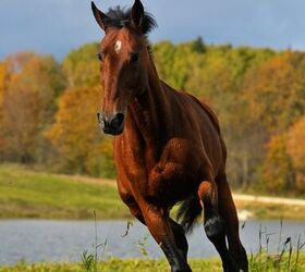 french trotter horse