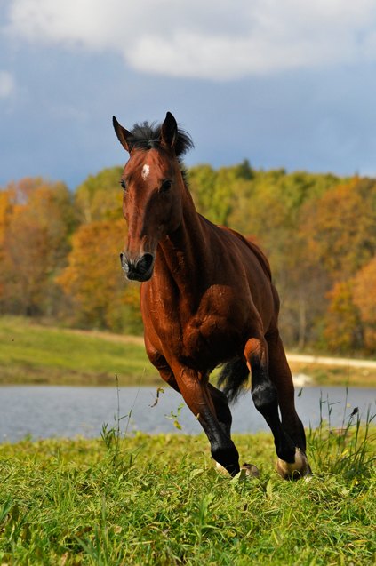 french trotter horse