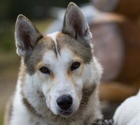 East Siberian Laika Dog Breed Information and Pictures - PetGuide ...