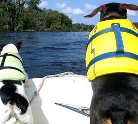 Top 5 Pet Boating Blunders and How to Avoid Them