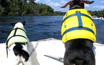 Top 5 Pet Boating Blunders and How to Avoid Them