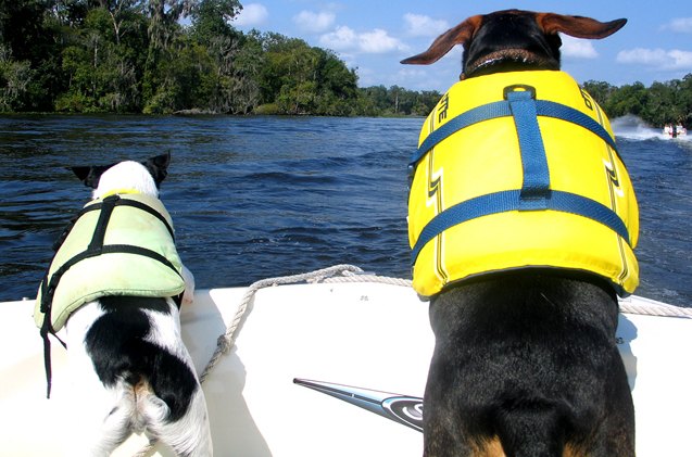 top 5 pet boating blunders and how to avoid them