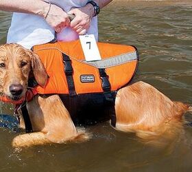 top 5 pet boating blunders and how to avoid them
