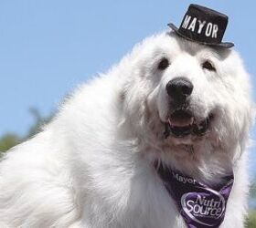 Town Goes To The Dogs as Canine Mayor Is Reelected