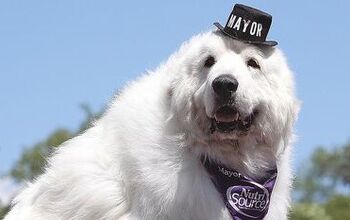 Town Goes To The Dogs as Canine Mayor Is Reelected
