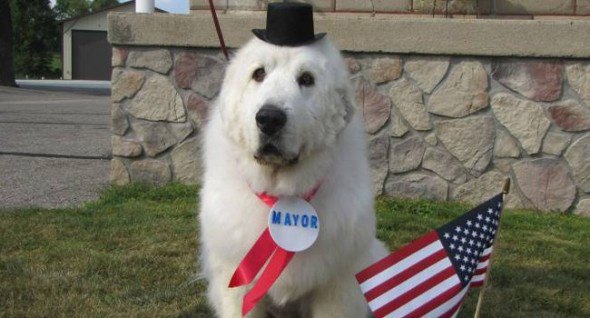 town goes to the dogs as canine mayor is reelected