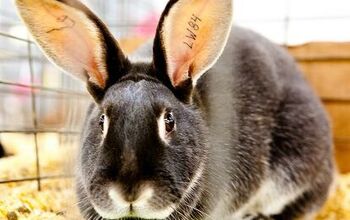 Silver Rabbit Breed Information and Pictures - PetGuide.com | PetGuide