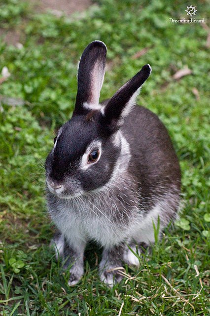 Blue Silver Marten Rabbit Jiggy Male Netherland Dwarf Rabbit In NSW