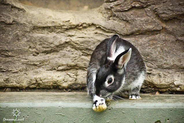 silver marten rabbit