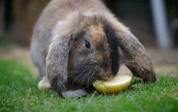 Rabbit Breeds | PetGuide